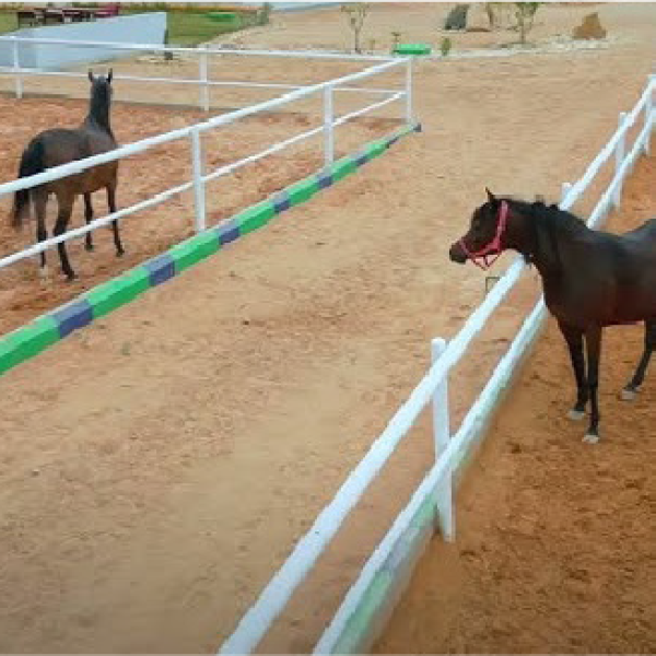 International Riyadh Quarantine