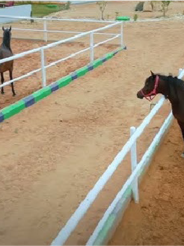 International Riyadh Quarantine